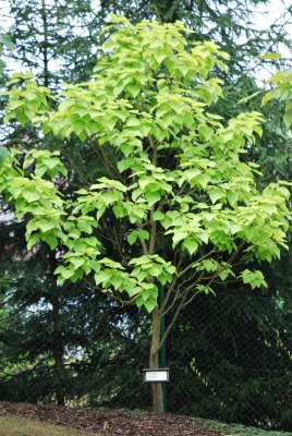 Catalpa bignonioides 'Aurea' - katalpa obecná - celek